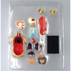 Aoshima 78112 4D Vision Human Anatomy Model No.1 Torso Non-scale Kit -Japan Figure shop 4905083078112 117380f904a5717543bf819fc6b85d83 98902.1562309680