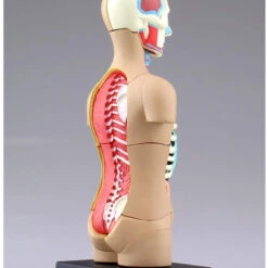 Aoshima 78112 4D Vision Human Anatomy Model No.1 Torso Non-scale Kit -Japan Figure shop 4905083078112 349dba83fabe54c3bf9204bbf4b1dfe8 04900.1562309676