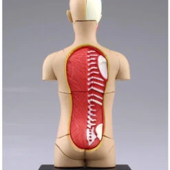 Aoshima 78112 4D Vision Human Anatomy Model No.1 Torso Non-scale Kit -Japan Figure shop 4905083078112 488052b14e670f912bfc94e605af9dad 73476.1562309675