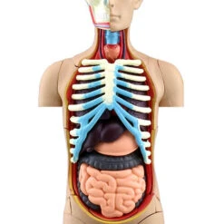 Aoshima 78112 4D Vision Human Anatomy Model No.1 Torso Non-scale Kit