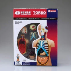 Aoshima 78112 4D Vision Human Anatomy Model No.1 Torso Non-scale Kit -Japan Figure shop 4905083078112 a0cc1ef4a16f5319556686691747be02 12784.1562309681