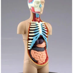 Aoshima 78112 4D Vision Human Anatomy Model No.1 Torso Non-scale Kit -Japan Figure shop 4905083078112 b8ed698ddd40cb09b512fee536ce1f22 74091.1562309677