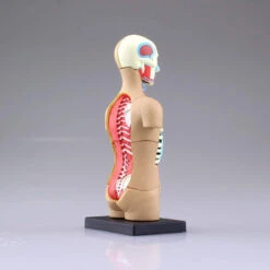 Aoshima 78112 4D Vision Human Anatomy Model No.1 Torso Non-scale Kit -Japan Figure shop 4905083078112 dfa2fa62b4b8e89818b2ff9b3f846e4d 76439.1562309678