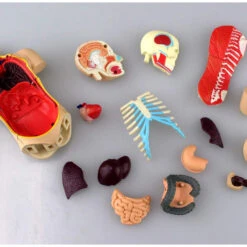 Aoshima 78112 4D Vision Human Anatomy Model No.1 Torso Non-scale Kit -Japan Figure shop 4905083078112 e319e7eda89c5107af4bc3b32f8df926 70224.1562309681