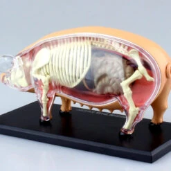 Aoshima 78211 4D Vision No.1 Pig Anatomy Model Non-scale Kit -Japan Figure shop 4905083078211 50721165e464c1fea9c6ac002e9f10ba 16275.1566279151