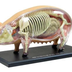 Aoshima 78211 4D Vision No.1 Pig Anatomy Model Non-scale Kit -Japan Figure shop 4905083078211 5bf19c9d1738320d18e885841c814017 32517.1566279149