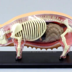 Aoshima 78211 4D Vision No.1 Pig Anatomy Model Non-scale Kit -Japan Figure shop 4905083078211 8e94dd3716cb587a66b3b00e264e6c94 79755.1566279151