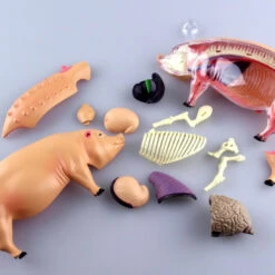 Aoshima 78211 4D Vision No.1 Pig Anatomy Model Non-scale Kit -Japan Figure shop 4905083078211 cc0571d86a96b0fec76f7f15423ad7f2 38461.1566279152