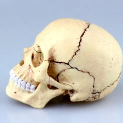 Aoshima 80184 4D Vision Human Anatomy Model No.23 Head 1/2 Scale Kit -Japan Figure shop 4905083080184 0868d2b4721046ba0abc734474988a9f 10047.1562573592