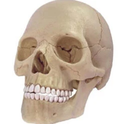 Aoshima 80184 4D Vision Human Anatomy Model No.23 Head 1/2 Scale Kit