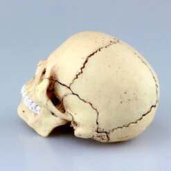 Aoshima 80184 4D Vision Human Anatomy Model No.23 Head 1/2 Scale Kit -Japan Figure shop 4905083080184 1690573fc2fee2e200f7727c23079481 79882.1562573591