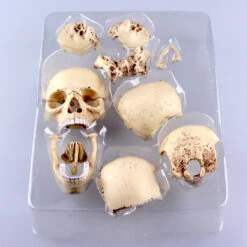 Aoshima 80184 4D Vision Human Anatomy Model No.23 Head 1/2 Scale Kit -Japan Figure shop 4905083080184 3a155cc588ff055f34b4476e957a0132 31475.1562573594